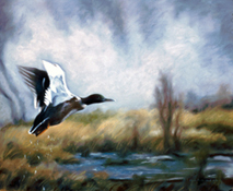 Mallard Ascendance: Pastel