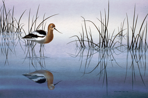 Avocet Reflection: Watercolor