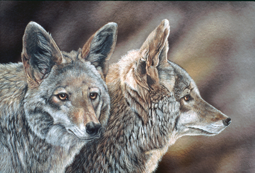 Dos Coyotes: Scratchboard