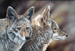 Coyotes, Scratchboard