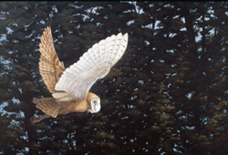 Barn Owl on the Wing: Scratchboard