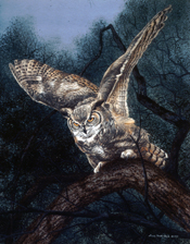 Great Horned Owl: Scratchboard