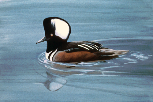 Hooded Merganser: Pastel