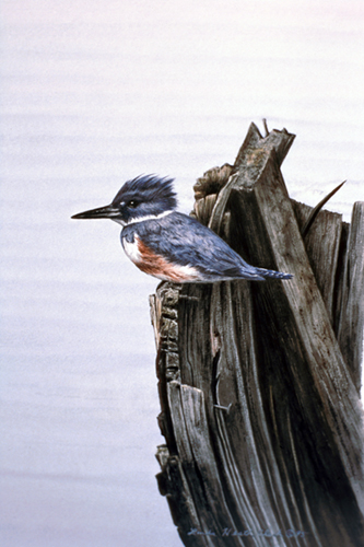 King Fisher: Watercolor