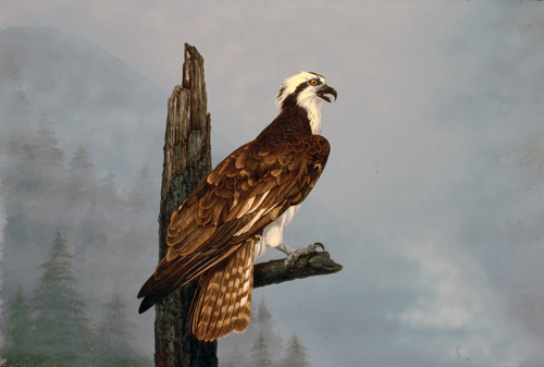 Osprey Above the Yellowstone River: Scratchboard