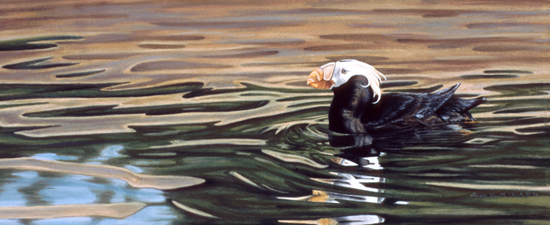 Tufted Puffin on the Sound: Pastel