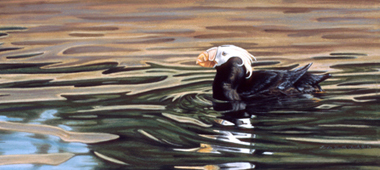 Tufted Puffin: Pastel